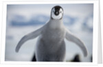 Emperor Penguin Chick in Antarctica by Anonymous