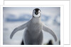 Emperor Penguin Chick in Antarctica by Anonymous