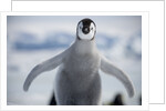 Emperor Penguin Chick in Antarctica by Anonymous