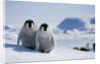 Emperor Penguin Chicks in Antarctica by Anonymous
