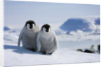 Emperor Penguin Chicks in Antarctica by Anonymous