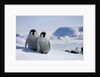 Emperor Penguin Chicks in Antarctica by Anonymous