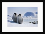 Emperor Penguin Chicks in Antarctica by Anonymous