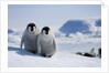 Emperor Penguin Chicks in Antarctica by Anonymous