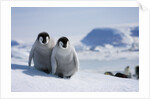 Emperor Penguin Chicks in Antarctica by Anonymous
