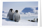 Emperor Penguin Chicks in Antarctica by Anonymous