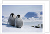 Emperor Penguin Chicks in Antarctica by Anonymous