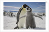 Emperor Penguin and Chick in Antarctica by Anonymous