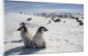 Emperor Penguin Chicks in Antarctica by Anonymous
