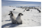 Emperor Penguin Chicks in Antarctica by Anonymous