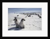 Emperor Penguin Chicks in Antarctica by Anonymous
