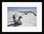Emperor Penguin Chicks in Antarctica by Anonymous