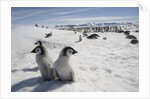 Emperor Penguin Chicks in Antarctica by Anonymous
