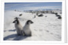 Emperor Penguin Chicks in Antarctica by Anonymous