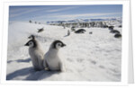 Emperor Penguin Chicks in Antarctica by Anonymous