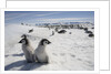 Emperor Penguin Chicks in Antarctica by Anonymous
