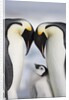 Emperor Penguins and Chick in Antarctica by Anonymous