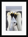 Emperor Penguins and Chick in Antarctica by Anonymous