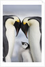 Emperor Penguins and Chick in Antarctica by Anonymous