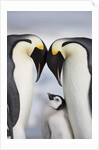 Emperor Penguins and Chick in Antarctica by Anonymous