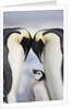 Emperor Penguins and Chick in Antarctica by Anonymous