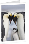 Emperor Penguins and Chick in Antarctica by Anonymous