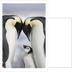 Emperor Penguins and Chick in Antarctica by Anonymous