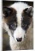 Close-up of Sled Dog by Anonymous