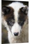 Close-up of Sled Dog by Anonymous