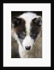 Close-up of Sled Dog by Anonymous