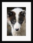 Close-up of Sled Dog by Anonymous