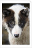 Close-up of Sled Dog by Anonymous