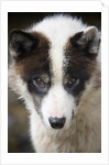 Close-up of Sled Dog by Anonymous