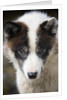 Close-up of Sled Dog by Anonymous