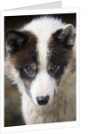 Close-up of Sled Dog by Anonymous