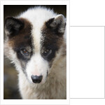 Close-up of Sled Dog by Anonymous