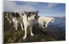Sled Dogs in Sisimiut by Anonymous