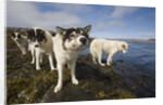 Sled Dogs in Sisimiut by Anonymous