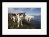 Sled Dogs in Sisimiut by Anonymous