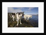 Sled Dogs in Sisimiut by Anonymous