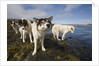 Sled Dogs in Sisimiut by Anonymous