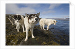 Sled Dogs in Sisimiut by Anonymous