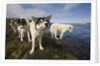 Sled Dogs in Sisimiut by Anonymous