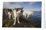Sled Dogs in Sisimiut by Anonymous
