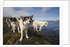 Sled Dogs in Sisimiut by Anonymous