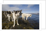 Sled Dogs in Sisimiut by Anonymous