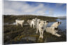 Pack of Sled Dogs by Anonymous