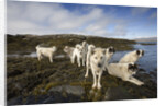 Pack of Sled Dogs by Anonymous