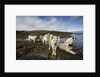 Pack of Sled Dogs by Anonymous