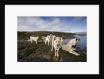Pack of Sled Dogs by Anonymous